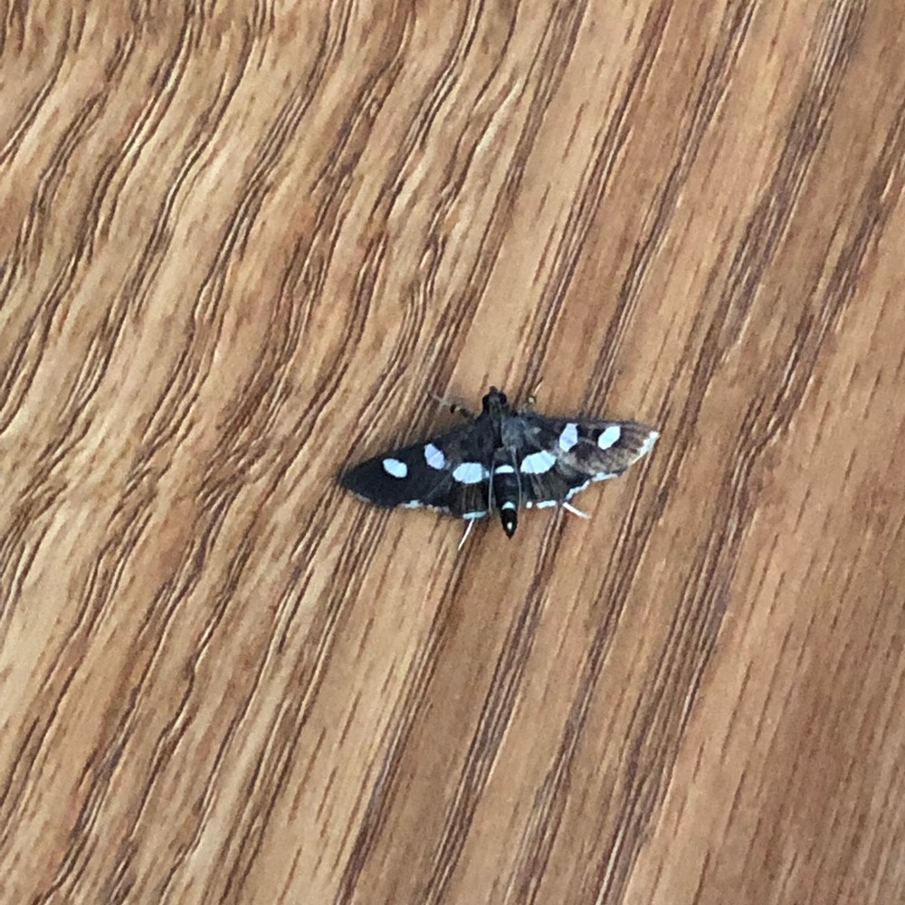 Meet your Posher, Ariel